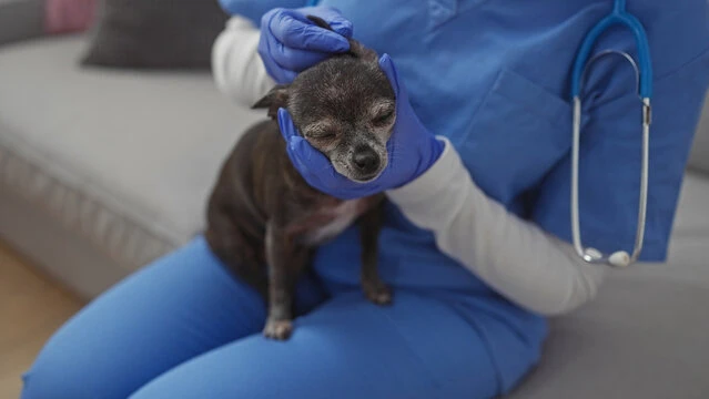 Atendimento veterinário domiciliar em São Paulo