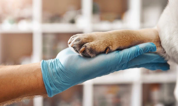 Castração de cachorro em Jundiaí