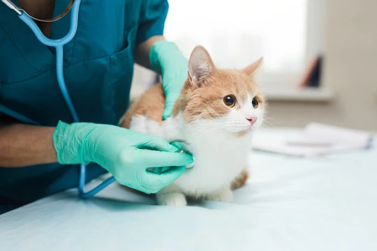 Centro cirúrgico veterinário em Jundiaí