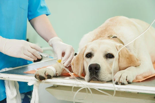 Cirurgia em cachorro em Jundiaí