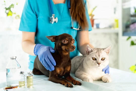 Clínica veterinária para castração