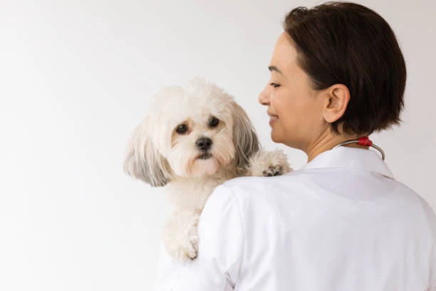 Clínico veterinário em São Paulo