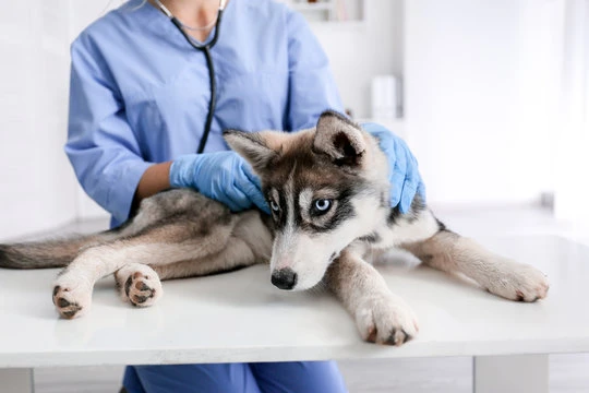 Consulta veterinária