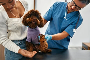 Hospital veterinário próximo a mim