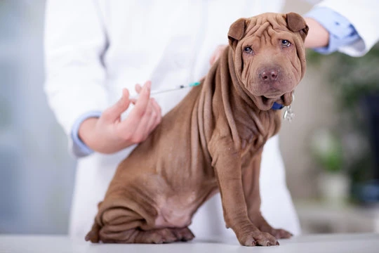 Vacina antirrábica para cachorro