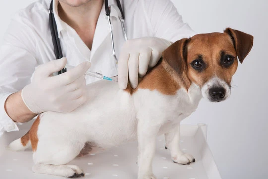 Vacina antirrábica para cachorro em Jundiaí