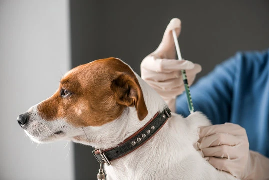 Vacina da gripe para pet