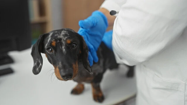 Valor de consulta veterinária