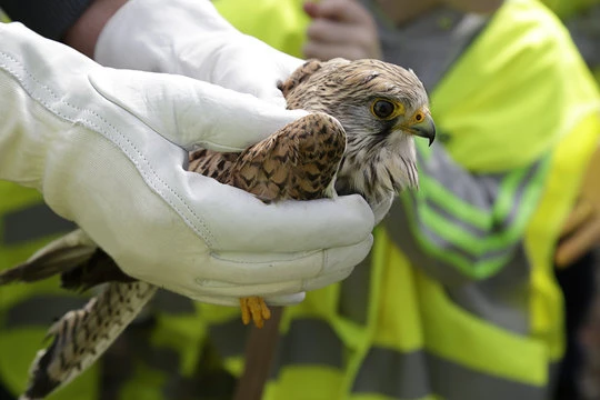 Veterinária de aves silvestres