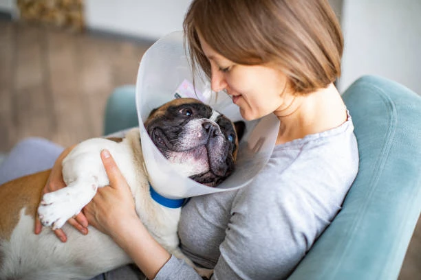 Veterinário com atendimento domiciliar