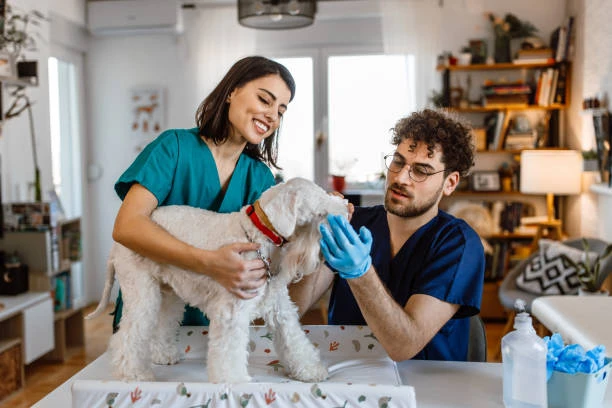 Veterinário com atendimento domiciliar em Jundiaí