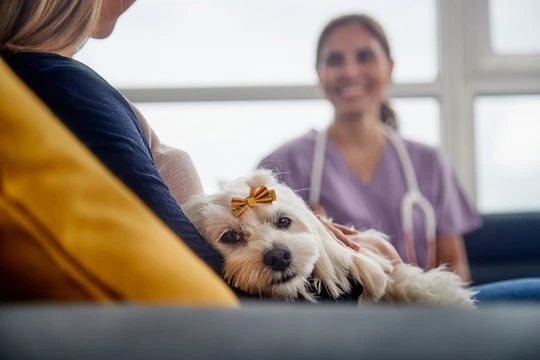 Veterinário com atendimento domiciliar em São Paulo