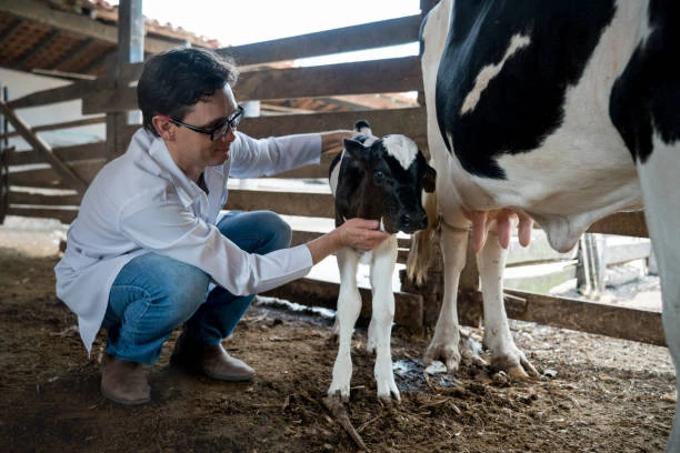 Veterinário de grandes animais