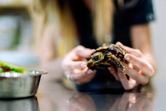 Veterinário próximo a mim