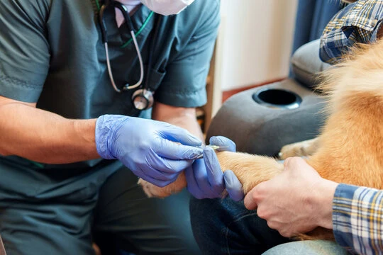 Veterinário que atende em casa