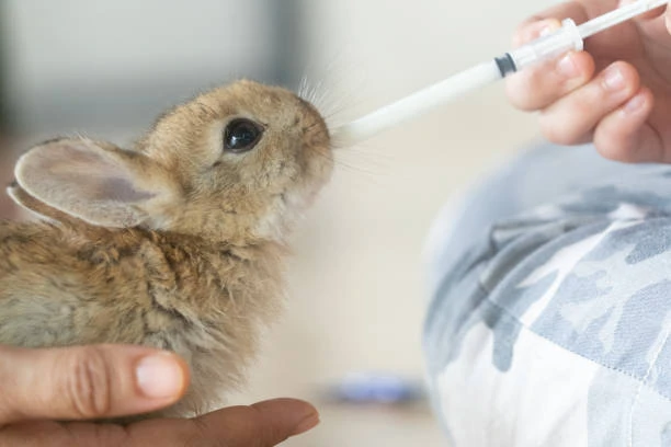 Veterinário de silvestres em Jundiaí